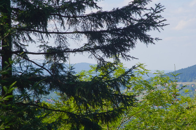 Spruce on the background of Lanckorona