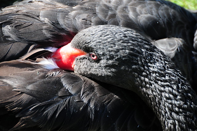 Black Swan (Cygnus atratus) Resting - Close-Up