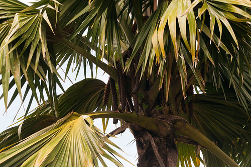 Coco de Mar -> MALE | Im botanischen Garten in Mahé. Hier di… | Flickr