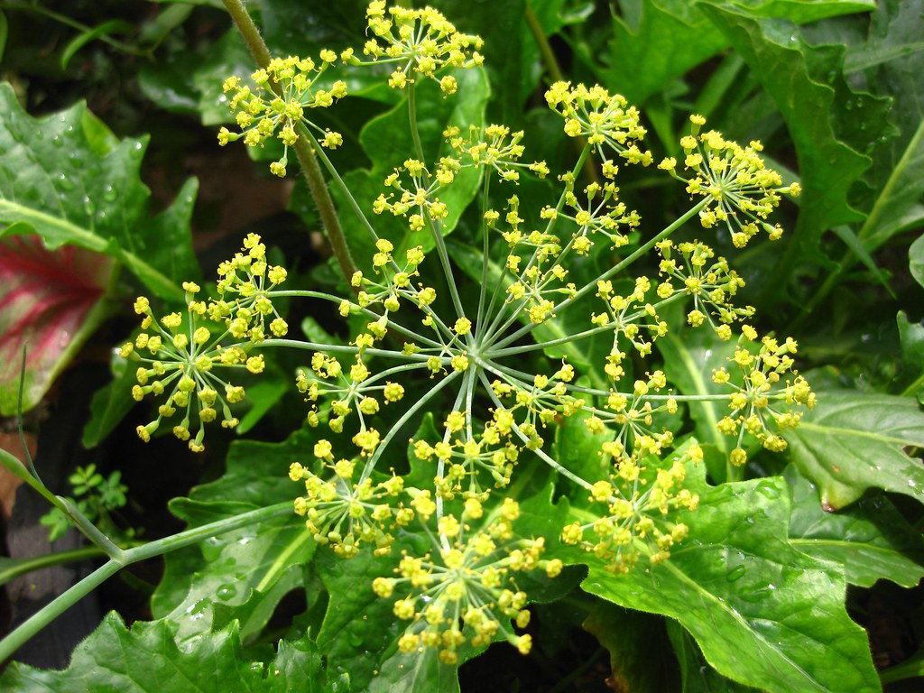 Umbel And Compound Umbel