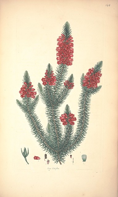 Erica echiiflora