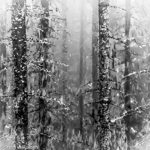 fog morning | by Valkoinen Photo