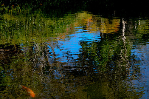 fish colors reflections cores texas peixe carp carpa fortworthbotanicalgardens leley jardimbotanicodefortworth