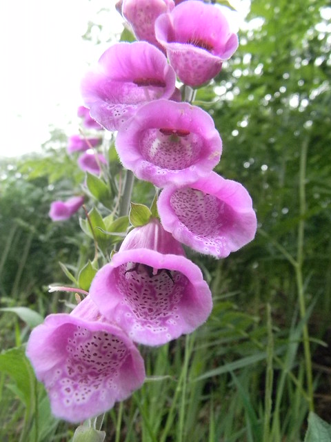 Foxglove with bee's legs Haslemere to Midhurst