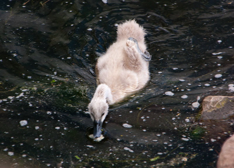 Cygnet, Perton