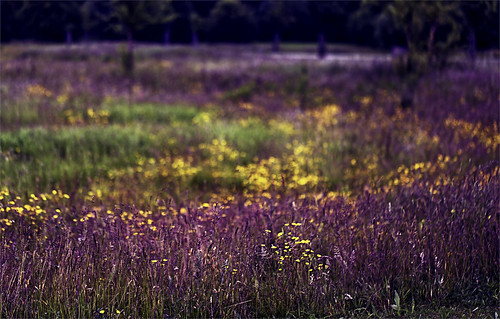 flowers orange field yellow canon colours purple meadow violet lavender 100mm buttercups northolt northalafields 5dmarkiii
