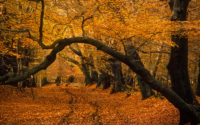 Lady's Walk, Ashridge Forest, Hertfordshire, England | Late Autumn Views (1 of 9)