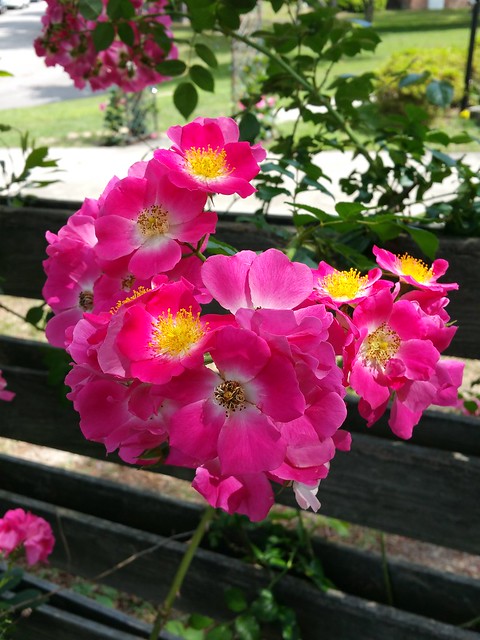 Native wild roses growing on my fence out back.
