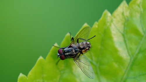 Test Samyang 100 F2.8 marco | by www.facebook.com/mrBEEstudio (0985550047)