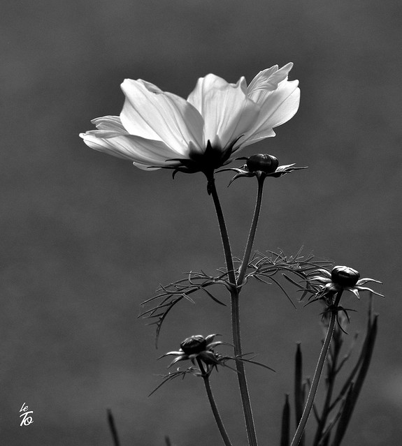 DSC_1513 -fleur blanche