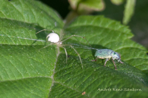 Cobweb Weaver Spider  (Enoplognatha ovata) and Green Immigrant Leaf Weevil (Polydrusus sericeus)