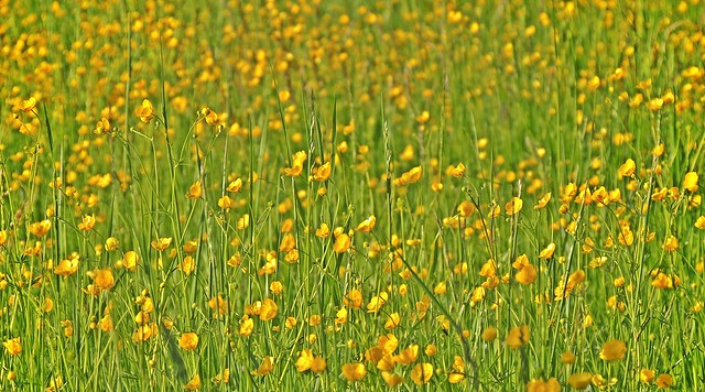 yellow meadow