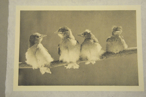 Studio in the field: unidentified photo, baby birds