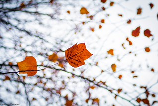 Flickr photo: 🍁 Autumn Love  كأوراق الخريف تعلقت بعض أحلامنا علي أغصان الشجر! 🍁  #istanbul #turkey #nature #art #beauty #love #vsco #photooftheday #picoftheday #instadaily #instatravel #instalike #instafollow #autumn #storyofistanbul #like4like #i