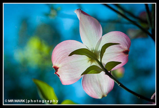 Pink Dogwood Bloom, Callaway Gardens