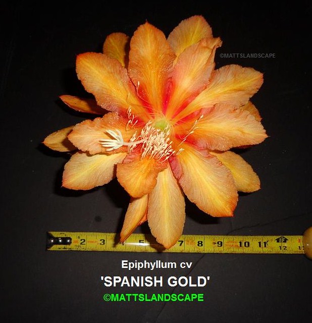 SPANISH GOLD Epiphyllum hybrid (Bloom with tape measure for scale)
