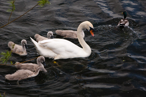 Swan and cygnets, Perton