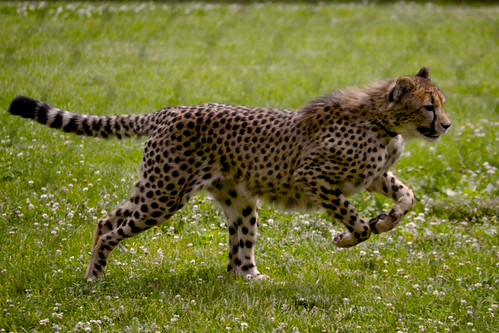 f7 savannah cat