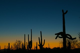 Coucher de soleil dans le Saguaro National Park