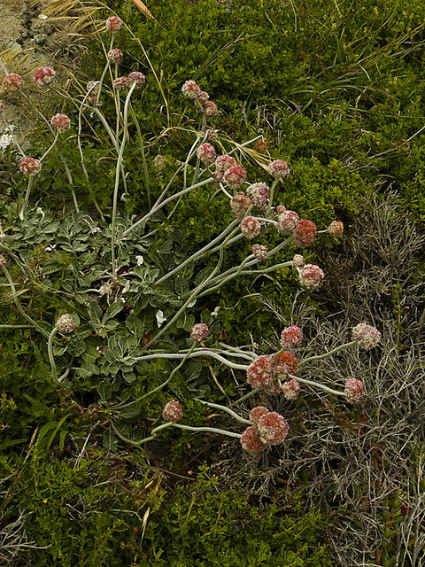 Eriogonum latifolium_Coast Buckwheat_2224