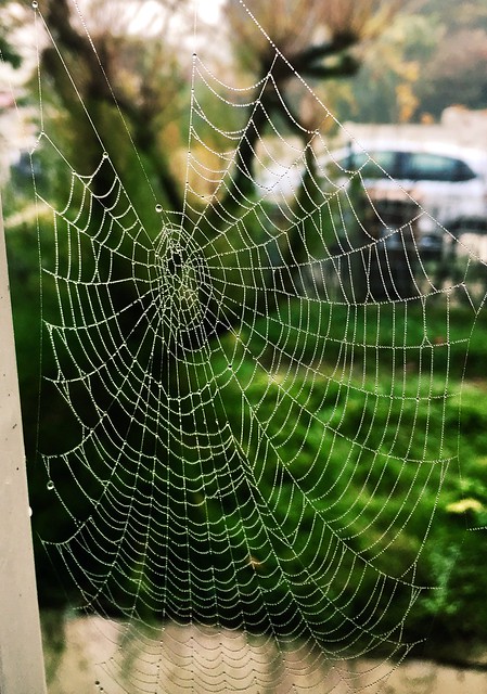 Spider web, toile d'araignée.