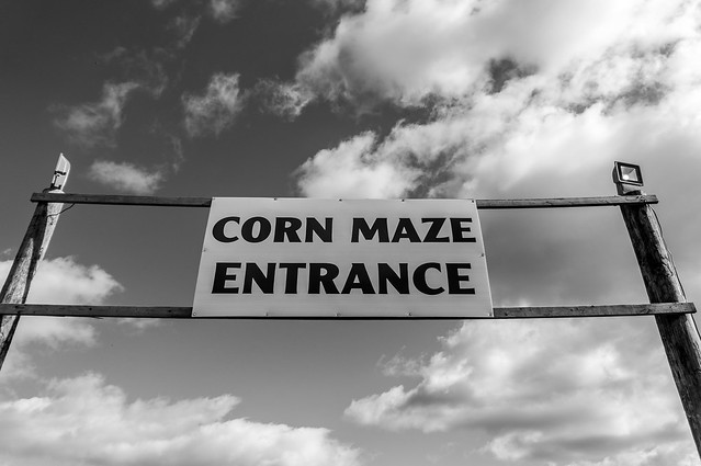 corn maze b&w