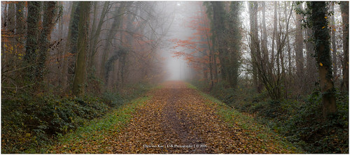 autumn autumncolors canon color cvk enschede europe fall fog forest mist nature netherlands outdoor overijssel roads twente chrisvankan ngc theroom cvkphotography photography