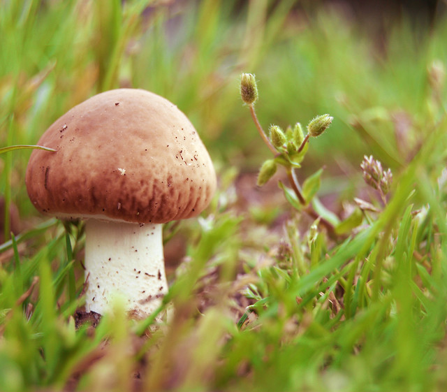 Spring bit 3. Mushroom (la elegida para exámen)