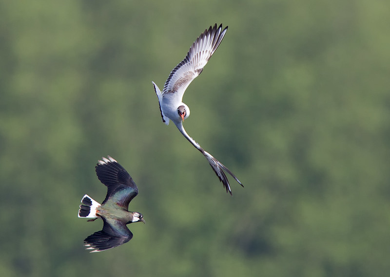 Lapwing and BH Gull in battle