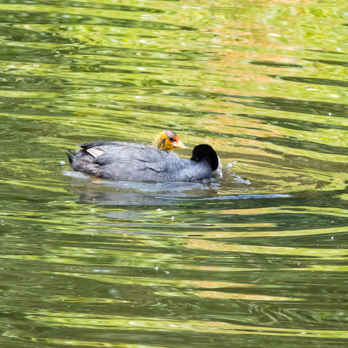 Coot mother and young chick