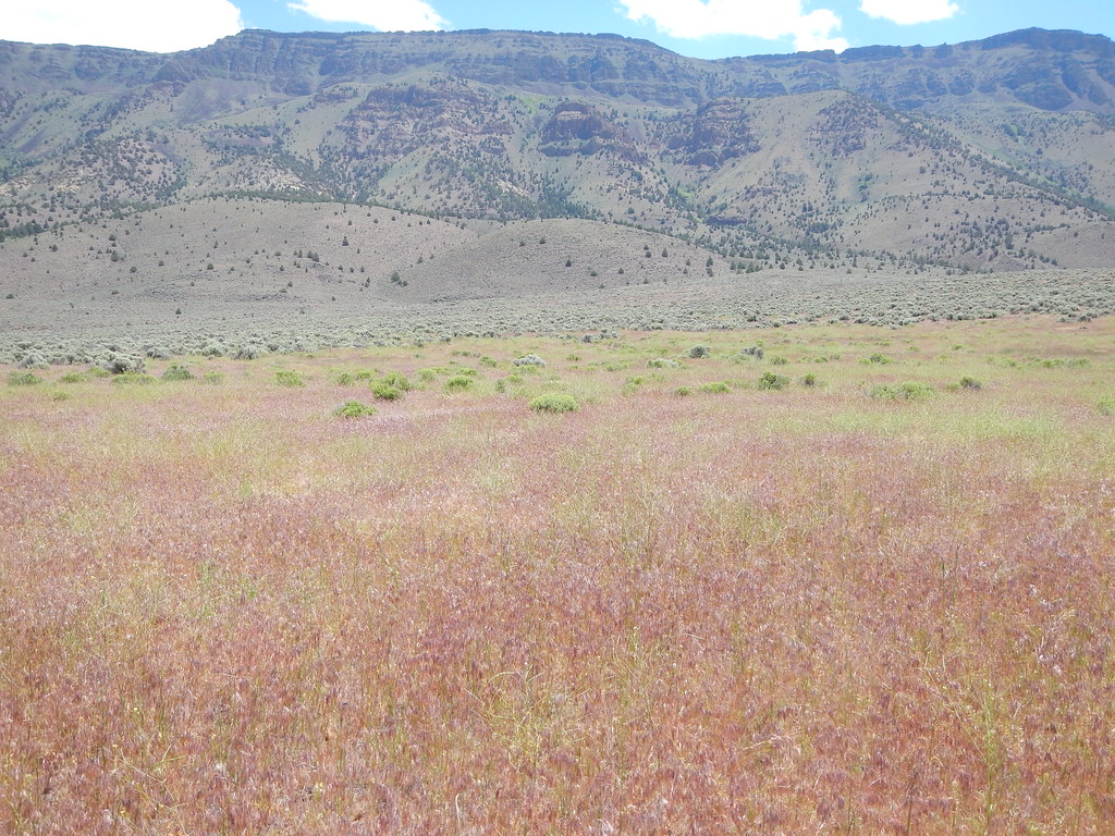 Hart Bar Interpretive Trail