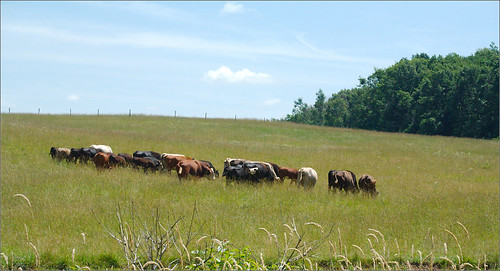 field raw cattle cows michigan cedarcreek delton joeldinda 1v1 135365