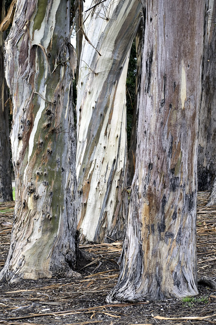 Eucalyptus Trio
