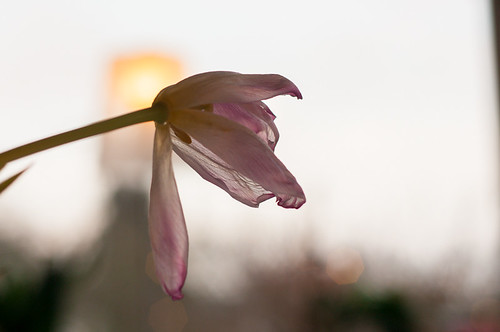 ...faded... | by Algots