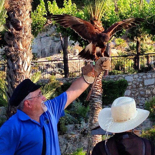 Hawk landing on glove and taking off. Halcones Templarios de Peñiscola. #exploringpeniscola #onlyinpeniscola