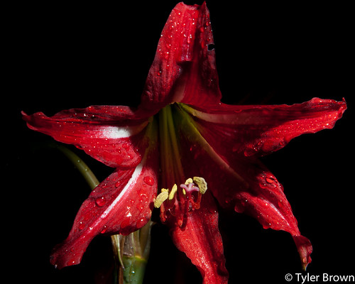 Day 96 - Daylilly After Dark by Creative_Light_Photography