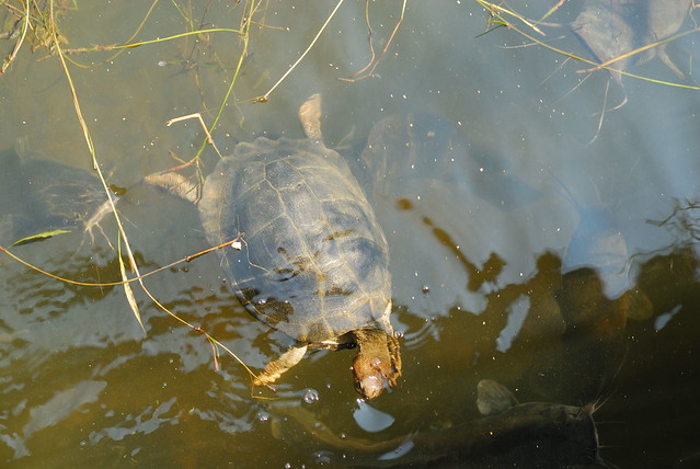 Serrated terrapin surrounded by catfish
