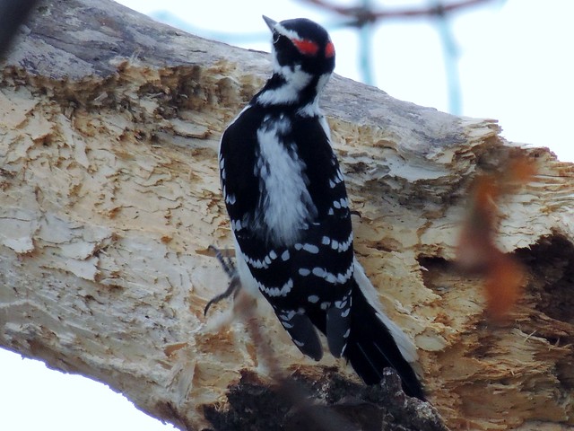 Haiiry Woodpecker(Male)