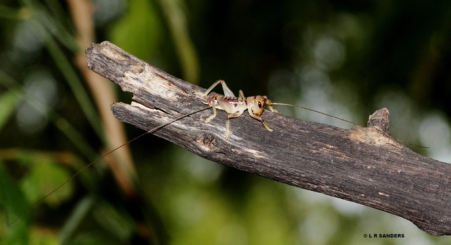 Cricket Pareremus sp Gryllacrididae