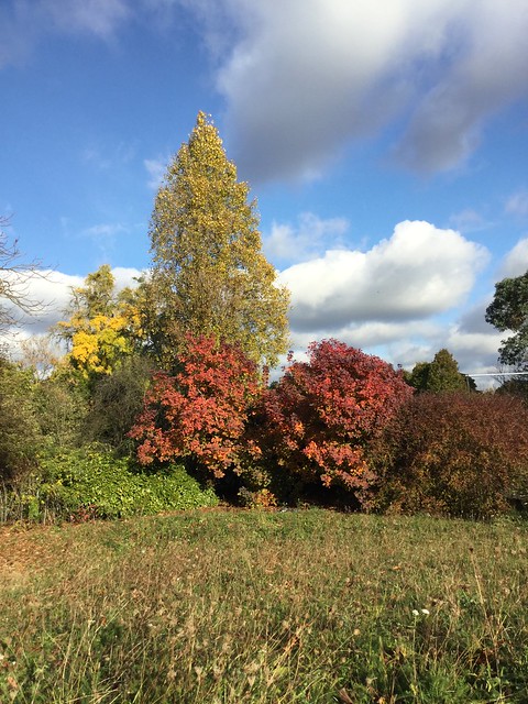 Kew Gardens Nov 13 2016  (24)