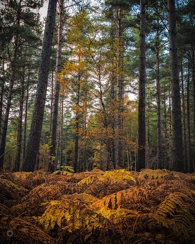 autumn bracken canon fall ferns focusstack forest landscape leaves longexposure morayshire nature pine scotland trees