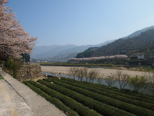 Green Tea Field-Mountains-Stream-Cherry Trees-Hadong-South Korea