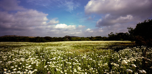 flower 120 film mediumformat geotagged texas panoramic poppy hillcountry wildflower filmscan texashillcountry texaswildflower 21panoramic whitepricklypoppy 6x12 horseman612 horseman6x12 horseman6x12panoramiccamera geo:lat=30655088551099283 geo:lon=987006016203079