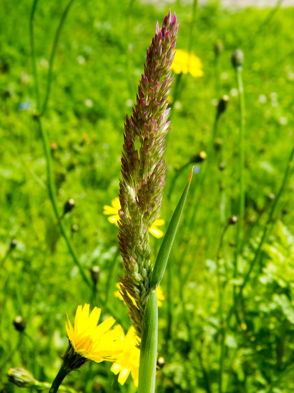 Flowering grass