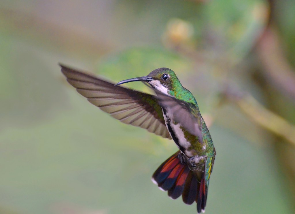 Black-throated Mango Hummingbird (female) anthracothorax nigricollis.