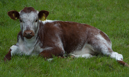 Long-horned calf, Chillington