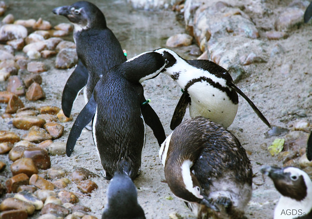 Pingüinos besandose