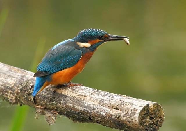 kingfisher with its catch