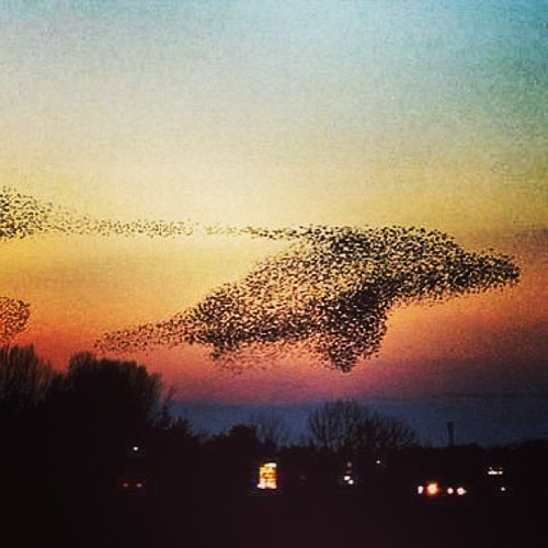 #birdwhale #awesome #sunset #socool #igpics #igshots #igartwork #perfecttime | by Innervisionz87