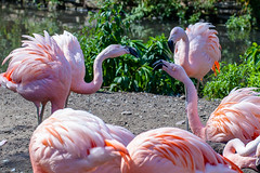 flamingos 2 - Lincoln Park Zoo, Chicago.jpg